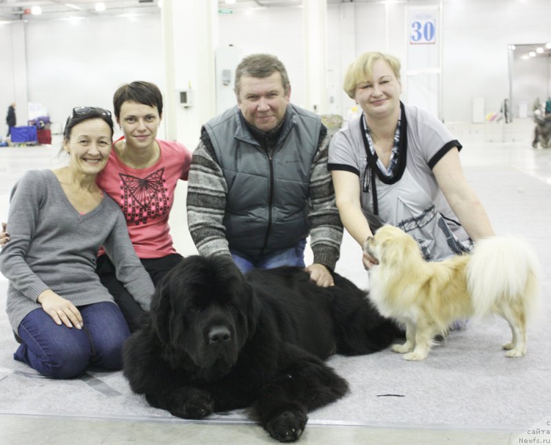 Фото: Ольга Королева, Вера Дорошкевич, ньюфаундленд Бегущая по Волнам Шаман (Beguschaya po Volnam Shaman)