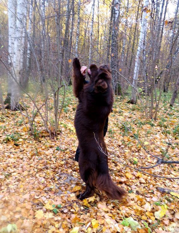 Фото: ньюфаундленд Парфён, ньюфаундленд Парфён
