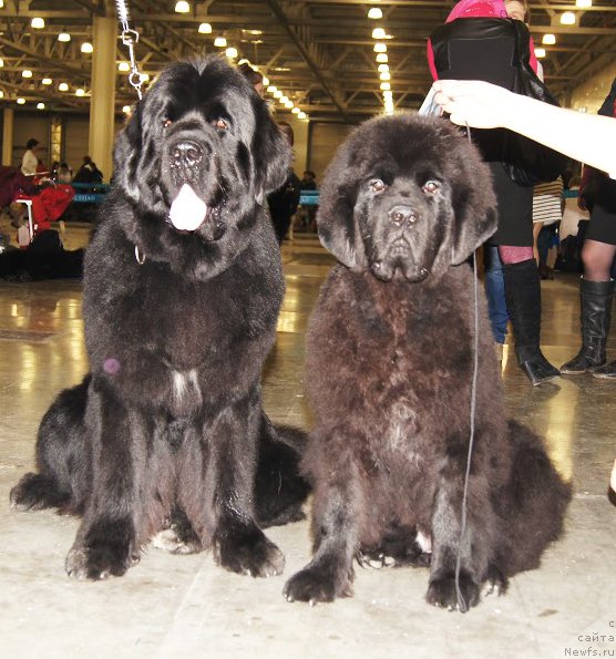 Фото: ньюфаундленд Бегущая по Волнам Шаман (Beguschaya po Volnam Shaman), Бегущая по волнам Чичаритто