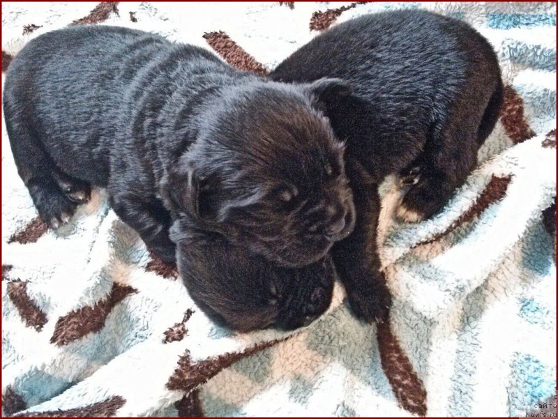 Фотография № 168226