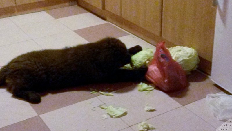 Фото: ньюфаундленд Браунблад МСК Хэппи Тедди (Brownblood MSK Happy Teddy)