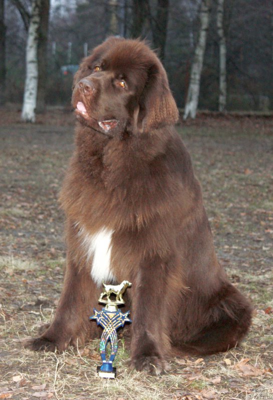 Фото: ньюфаундленд Акватория Келвин Хизер Хани (Aquatoriya Kelvin Heather Honey)