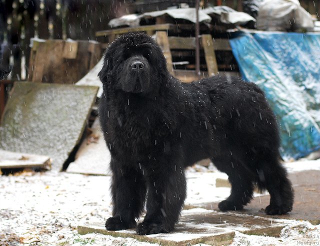 Фото: ньюфаундленд Акватория Келвин Флэш Ройал (Aquatoriya Kelvin Flash Royal)