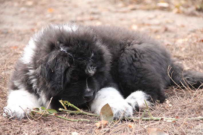 Фото: ньюфаундленд Бравада с Берега Дона (Bravada s Berega Dona)