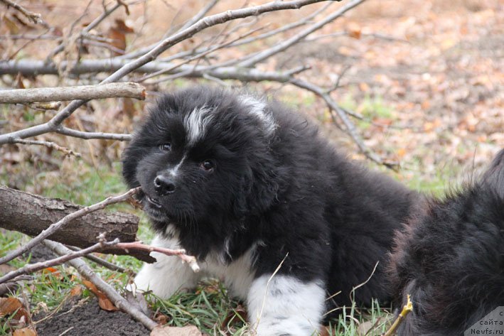 Фото: ньюфаундленд Бравада с Берега Дона (Bravada s Berega Dona)