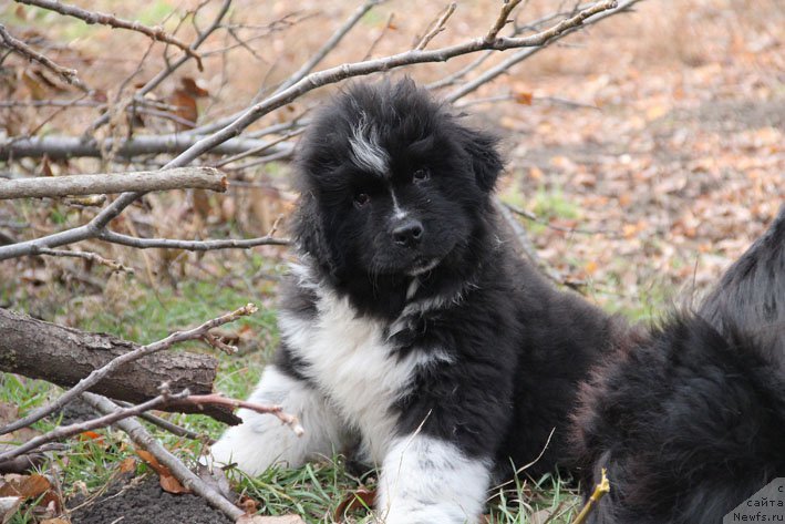 Фото: ньюфаундленд Бравада с Берега Дона (Bravada s Berega Dona)