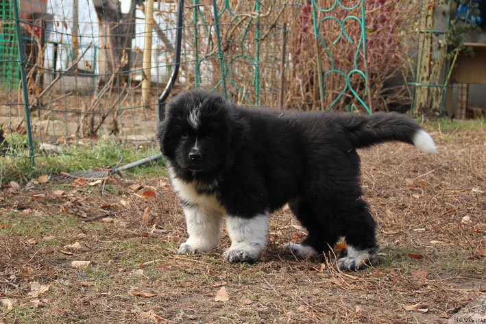 Фото: ньюфаундленд Бравада с Берега Дона (Bravada s Berega Dona)