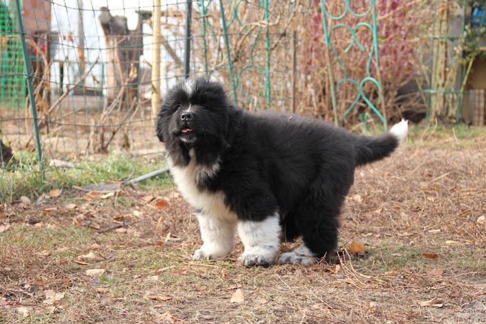 Фото: ньюфаундленд Бравада с Берега Дона (Bravada s Berega Dona)