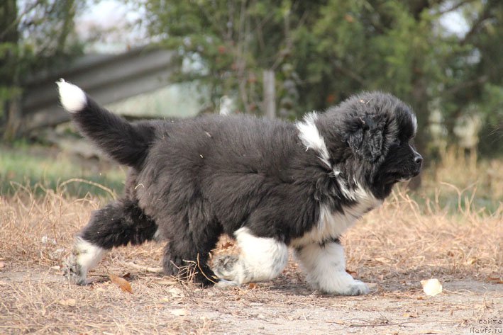 Фото: ньюфаундленд Бравада с Берега Дона (Bravada s Berega Dona)