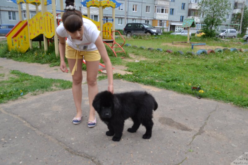 Фото: ньюфаундленд Питерньюф Идеас Фор Лифе (Piternyuf Ideas For Life), Зарина Лубкова