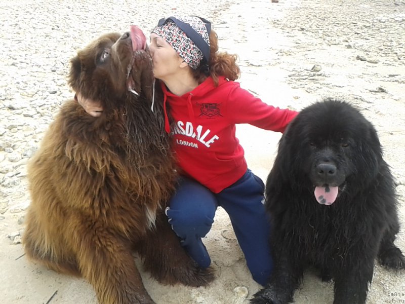 Фото: ньюфаундленд Феноменальный Факт с Берега Дона (Fenomenalnyi Fakt s Berega Dona), ньюфаундленд Зачарованный Мир с Берега Дона, Елена Сердюкова