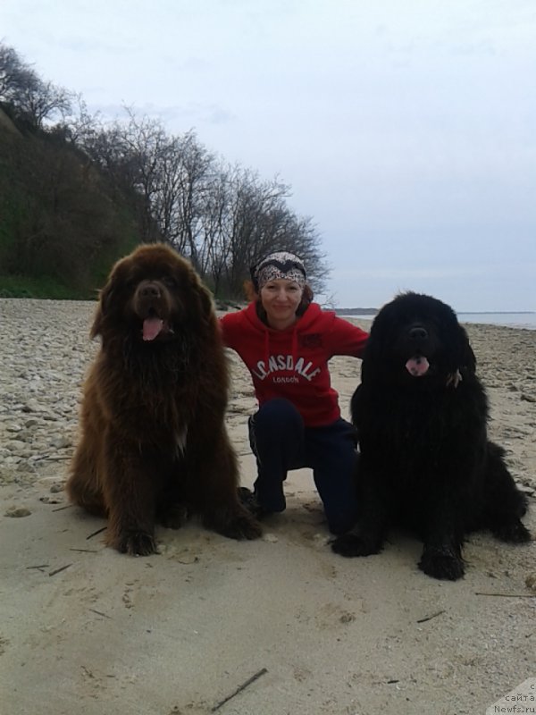 Фото: ньюфаундленд Зачарованный Мир с Берега Дона, ньюфаундленд Феноменальный Факт с Берега Дона (Fenomenalnyi Fakt s Berega Dona), Елена Сердюкова