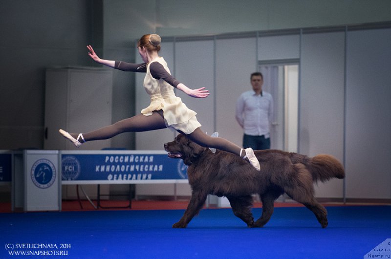 Фото: Марина Новоселова, ньюфаундленд Фанньюф Глория Дей