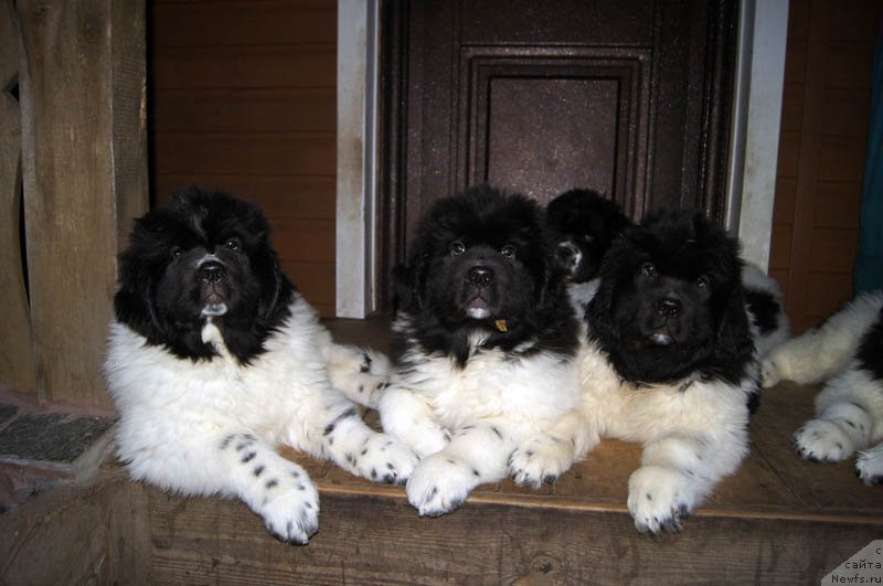 Фото: ньюфаундленд Супер Бизон Малина, ньюфаундленд Супер Бизон Мелодия, ньюфаундленд Супер Бизон Матильда