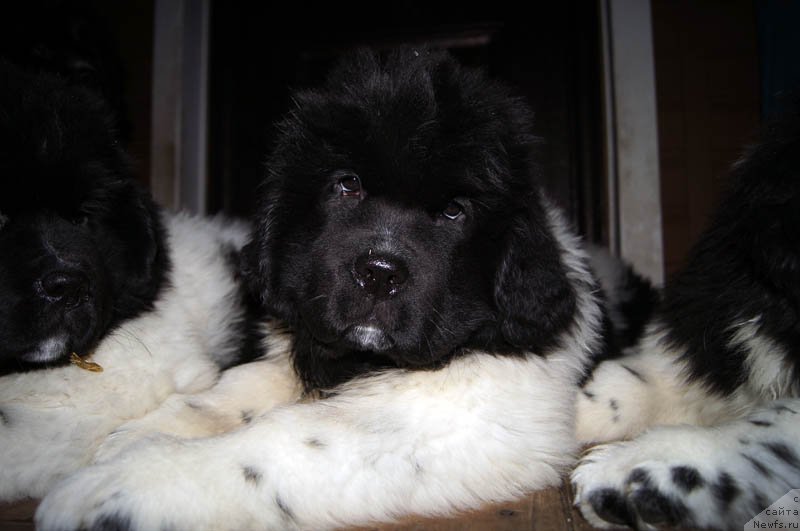 Фото: ньюфаундленд Супер Бизон Матильда