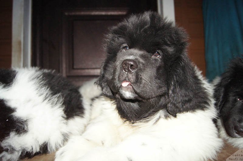 Фотография № 168286