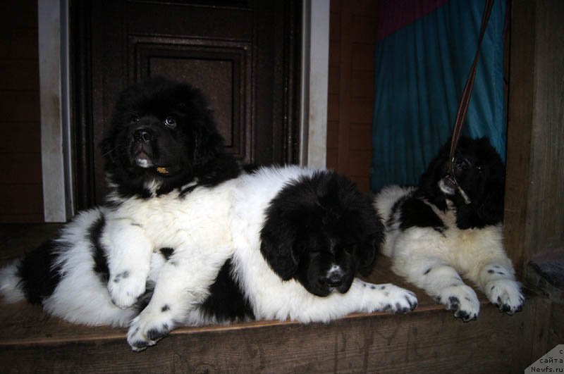 Фото: ньюфаундленд Супер Бизон Мелодия, ньюфаундленд Супер Бизон Малина, ньюфаундленд Супер Бизон Мирослава