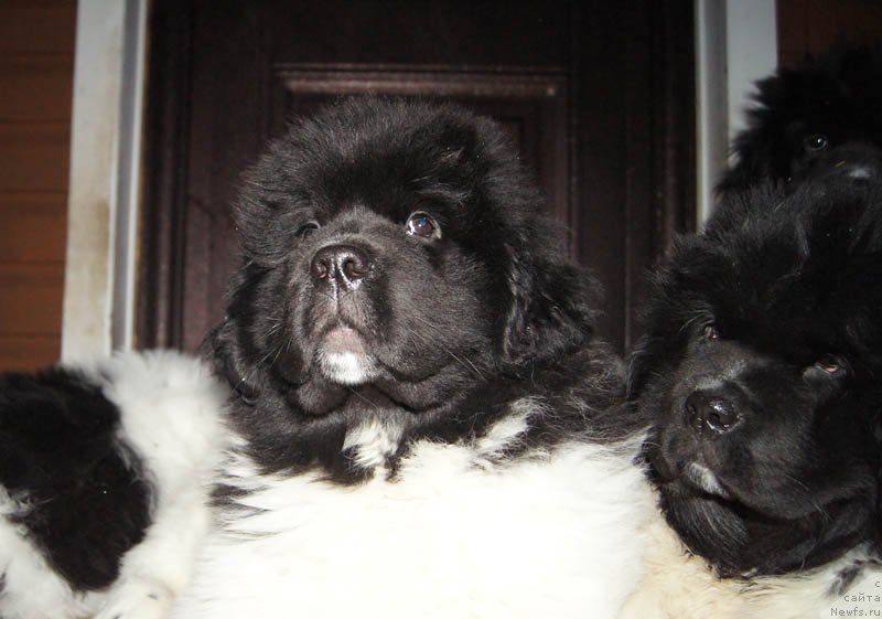 Фото: ньюфаундленд Супер Бизон Мелодия