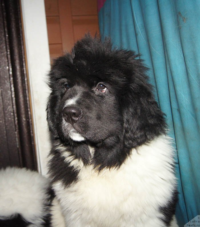 Фото: ньюфаундленд Супер Бизон Мирослава