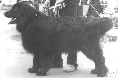 Фото: ньюфаундленд Нурек