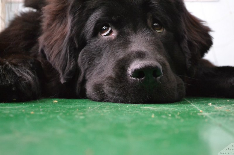 Фото: ньюфаундленд Питерньюф Идеас Фор Лифе (Piternyuf Ideas For Life)