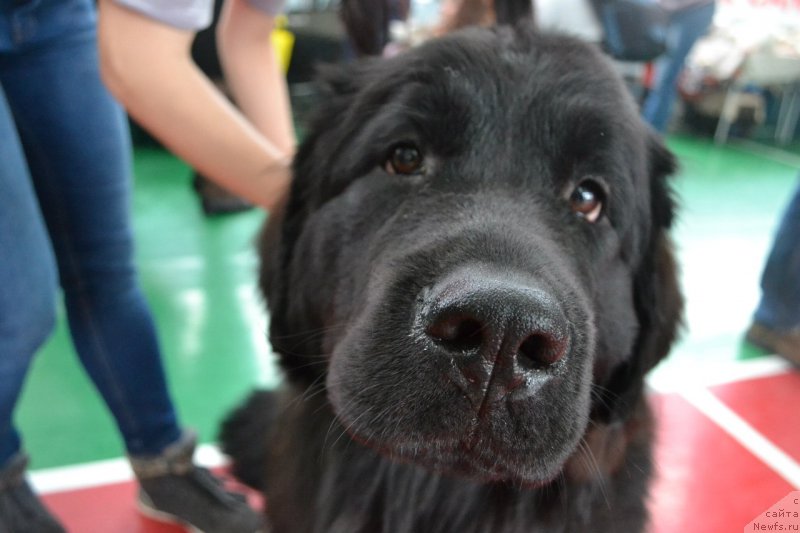 Фото: ньюфаундленд Питерньюф Идеас Фор Лифе (Piternyuf Ideas For Life)