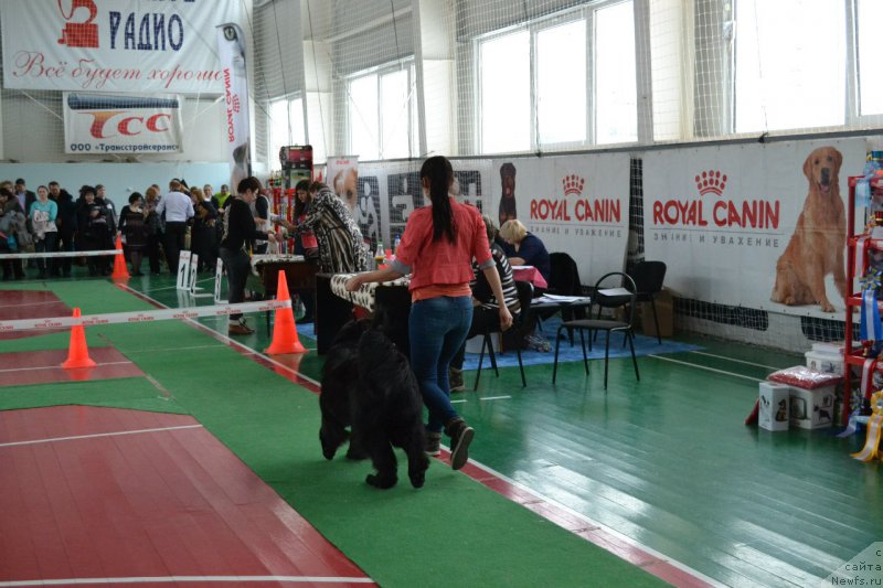 Фото: ньюфаундленд Питерньюф Идеас Фор Лифе (Piternyuf Ideas For Life)