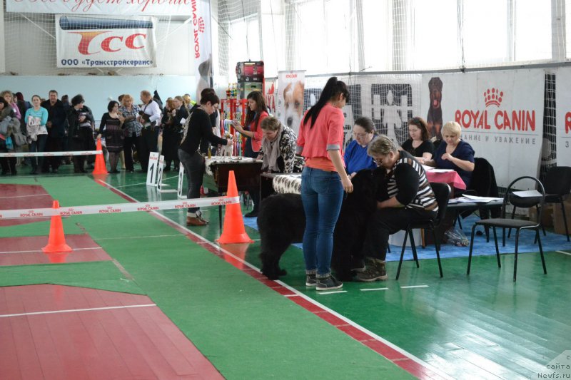 Фото: ньюфаундленд Питерньюф Идеас Фор Лифе (Piternyuf Ideas For Life)