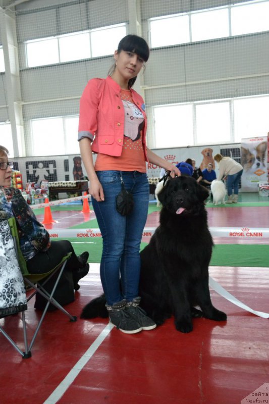 Фото: ньюфаундленд Питерньюф Идеас Фор Лифе (Piternyuf Ideas For Life)