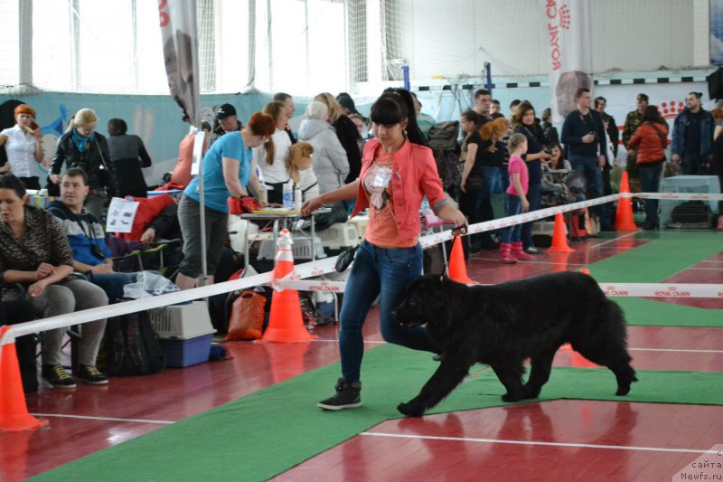 Фото: ньюфаундленд Питерньюф Идеас Фор Лифе (Piternyuf Ideas For Life)