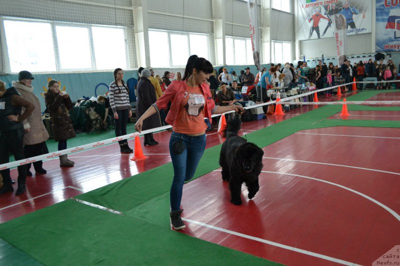 Фото: ньюфаундленд Питерньюф Идеас Фор Лифе (Piternyuf Ideas For Life)