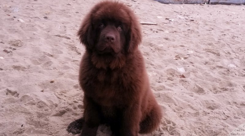 Фото: ньюфаундленд Браунблад МСК Хэппи Тедди (Brownblood MSK Happy Teddy)