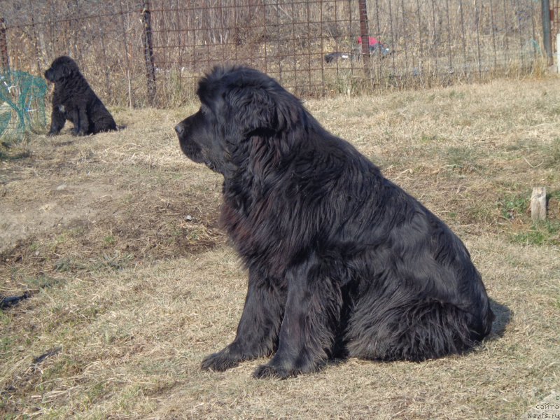 Фото: ньюфаундленд Супер Премиум Нао Дел Трато