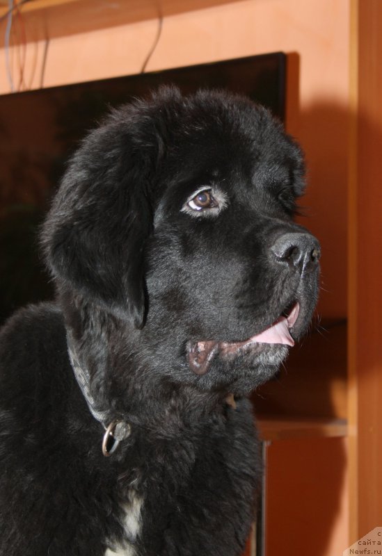 Фото: ньюфаундленд Бегущая по Волнам Чарт Топпер (Beguschaya po Volnam Сhart Topper)