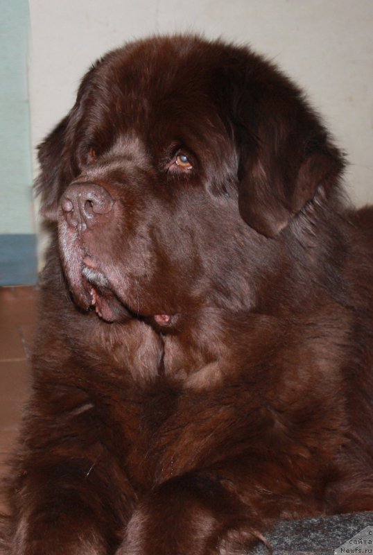 Фото: ньюфаундленд Ais Cream Ambassador