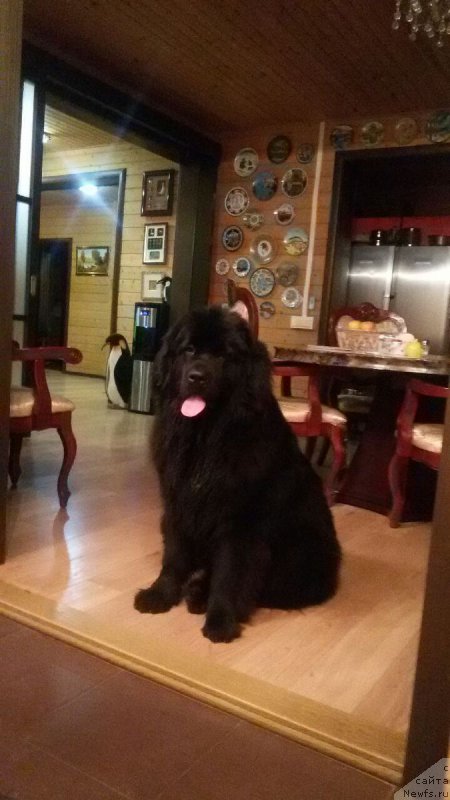 Фото: ньюфаундленд Эка Краля с Берега Дона (Eka Kralja s Berega Dona)