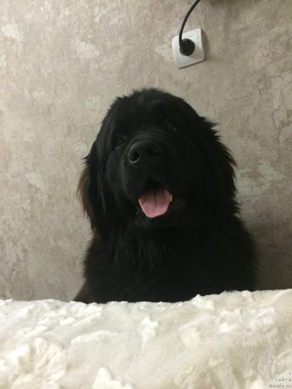 Фото: ньюфаундленд Это Счастье с Берега Дона (Eto Schast'e s Berega Dona)