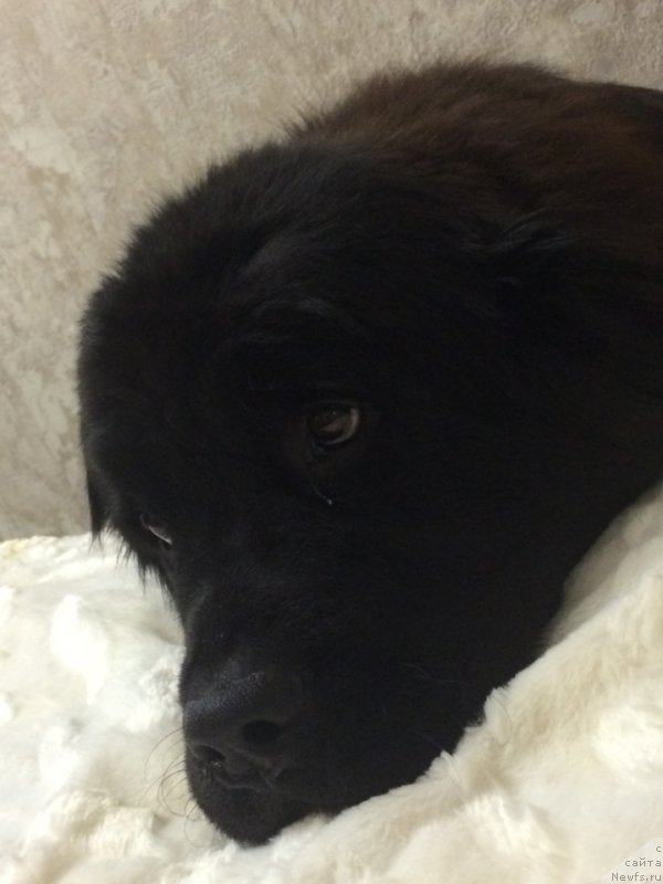 Фото: ньюфаундленд Это Счастье с Берега Дона (Eto Schast'e s Berega Dona)