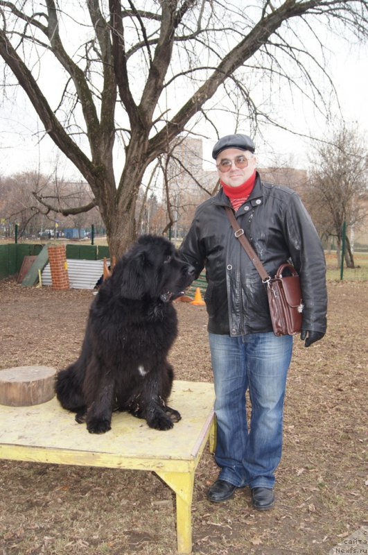 Фото: ньюфаундленд Бегущая по Волнам Византия де Люкс, Андрей