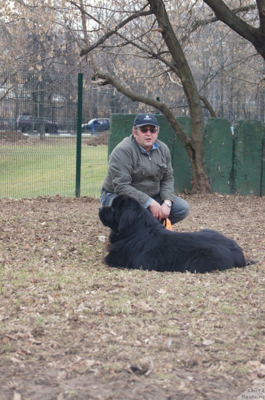 Фото: Андрей Васильцов, ньюфаундленд Лаймар Сейнари