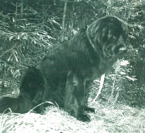 Фото: ньюфаундленд Зигфрид Вен Венс