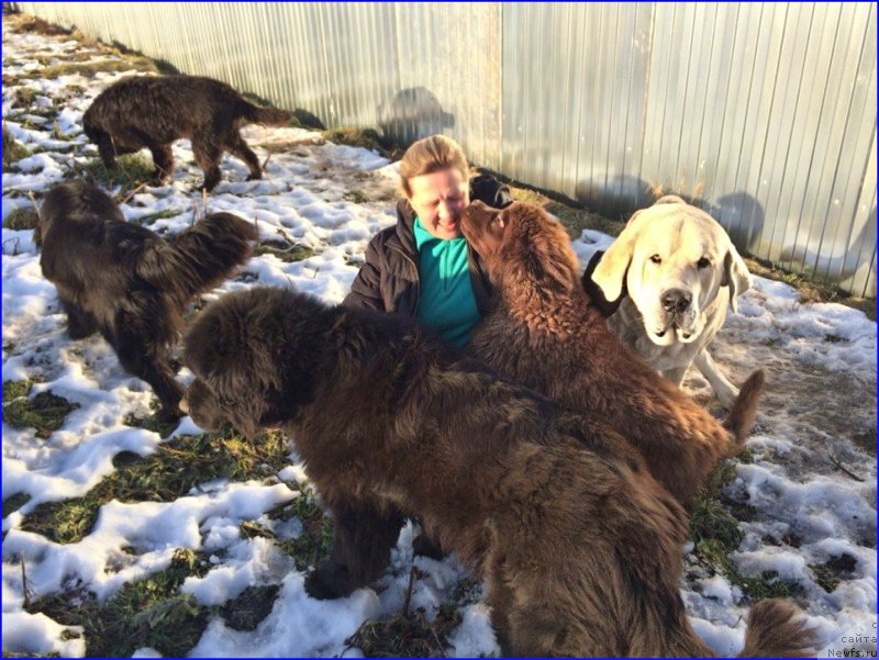 Фото: ньюфаундленд Валенсия Черная Жемчужина, ньюфаундленд Ньюфорт Лапочка Дочка, ньюфаундленд Ньюфорт Тайм'с Голд Алекса, ньюфаундленд Браунблад МСК Хаким Голд Хайдар (Brownblood MSK Hakim Gold Haydar), Лена Зырина, ФРАНКО