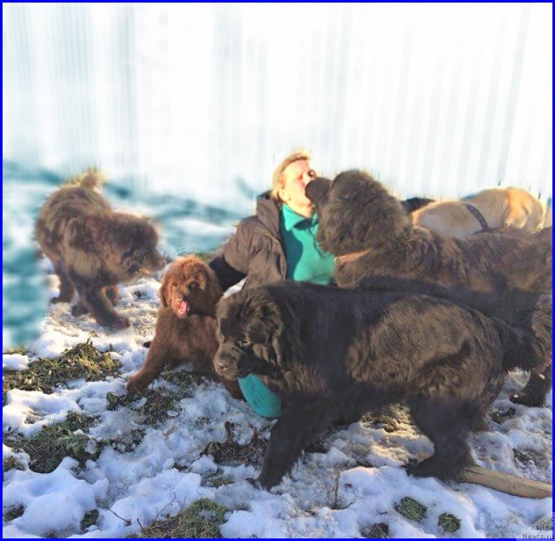 Фото: ньюфаундленд Валенсия Черная Жемчужина, ньюфаундленд Браунблад МСК Хаким Голд Хайдар (Brownblood MSK Hakim Gold Haydar), ньюфаундленд Ньюфорт Тайм'с Голд Алекса, ньюфаундленд Ньюфорт Лапочка Дочка, Лена Зырина, ФРАНКО