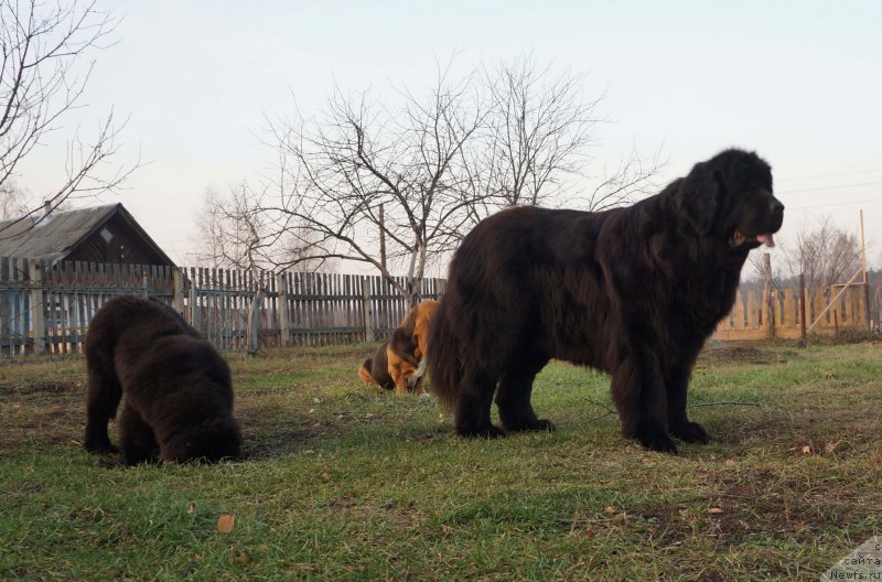 Фото: ньюфаундленд Акватория Келвин Лаура Биаджотти (Aquatoriya Kelvin Laura Biagiotti)