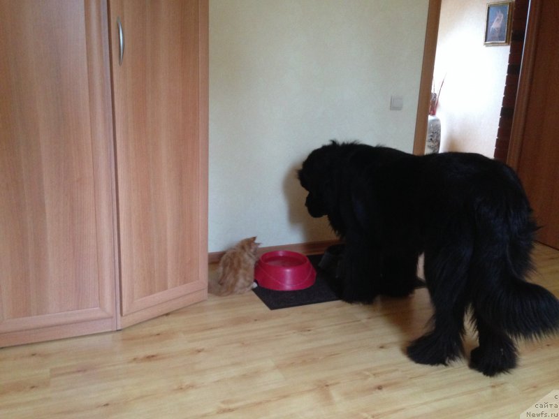 Фото: ньюфаундленд Рестайлинг Фром Шипмэн