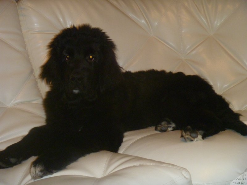 Фото: ньюфаундленд Супер Премиум Регата