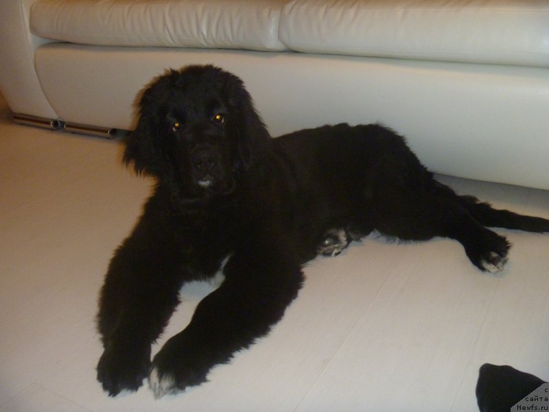 Фото: ньюфаундленд Супер Премиум Регата