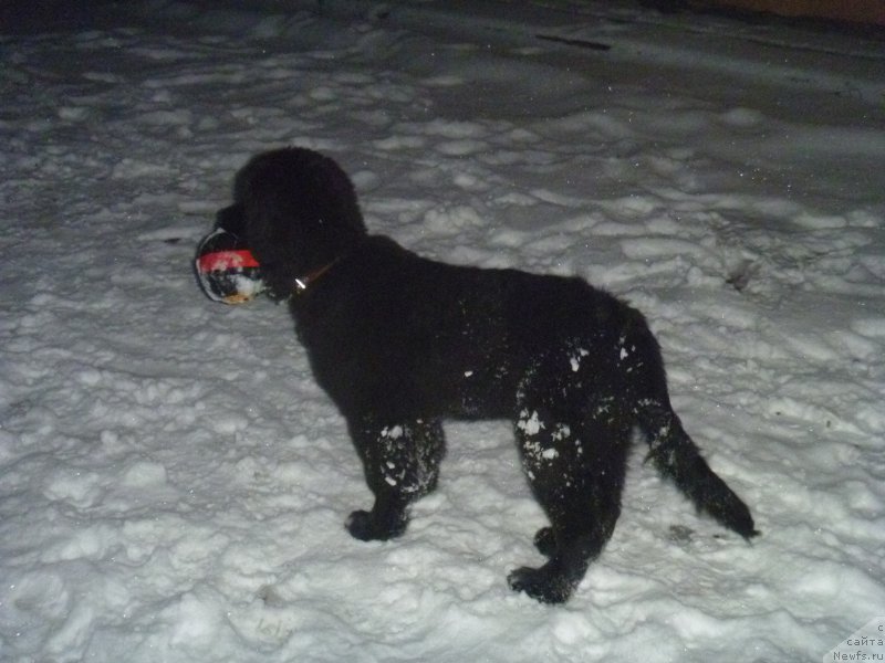 Фото: ньюфаундленд Супер Премиум Регата
