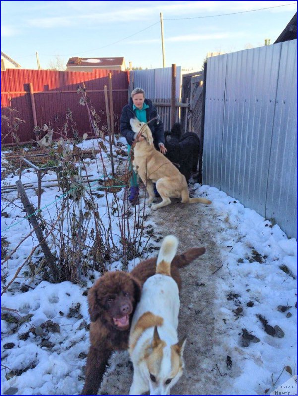 Фото: ньюфаундленд Браунблад МСК Хаким Голд Хайдар (Brownblood MSK Hakim Gold Haydar), Лена Зырина, ФРАНКО