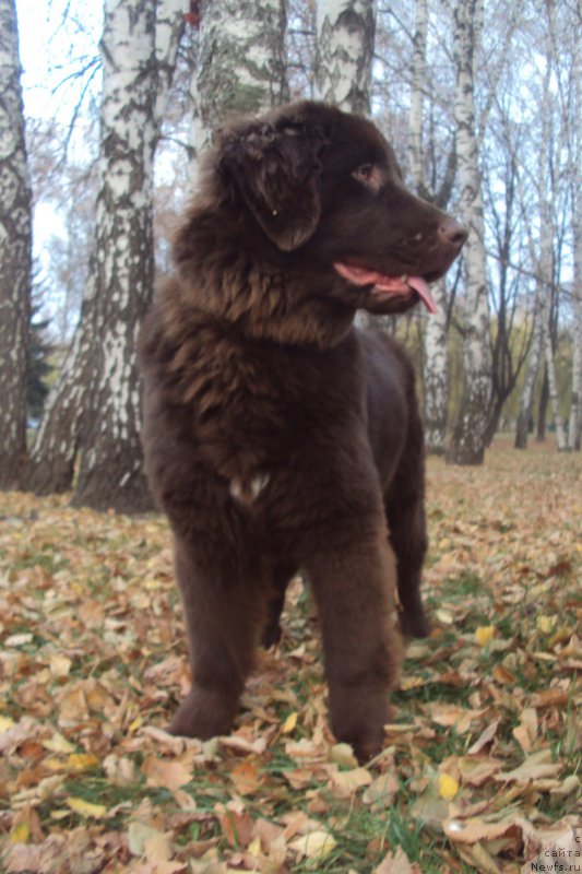 Фото: ньюфаундленд Big Sky Bear Kio Key